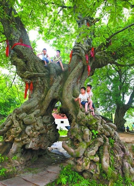 哪种树寓意夫妻和睦|连理枝（两棵树的枝干合生在一起的植物）